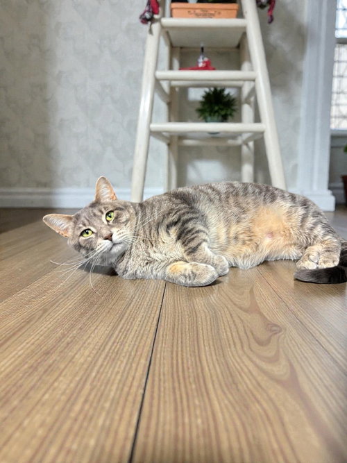 MONROE - Domestic Short Hair available for adoption