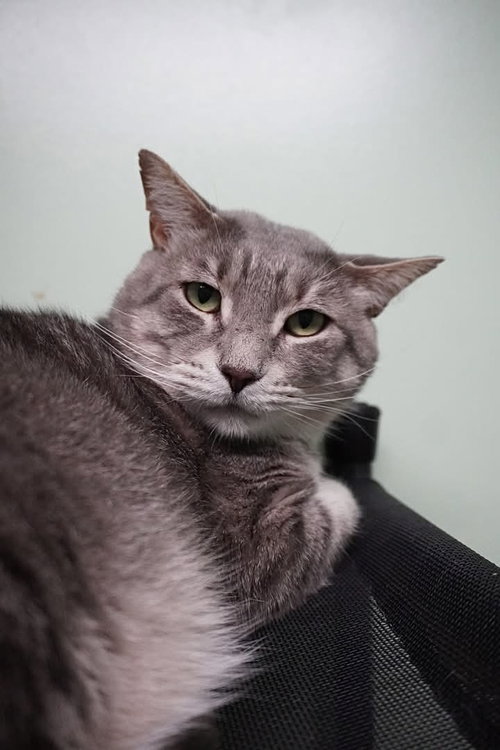 Monroe, an adoptable Domestic Short Hair in Champaign, IL