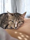 adoptable Cat in champaign, IL named Brenda