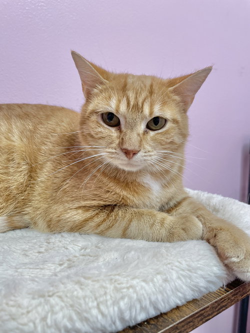 CRIMSON - Domestic Short Hair available for adoption