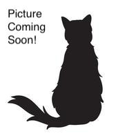 Troy (bonded pair with Tammy)