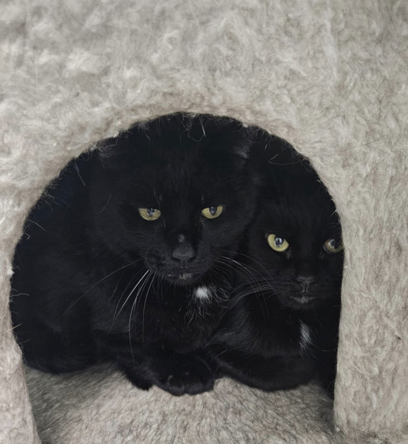 adoptable Cat in Champaign, IL named Tammy (bonded pair with Troy)