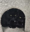 adoptable Cat in champaign, IL named Tammy (bonded pair with Troy)
