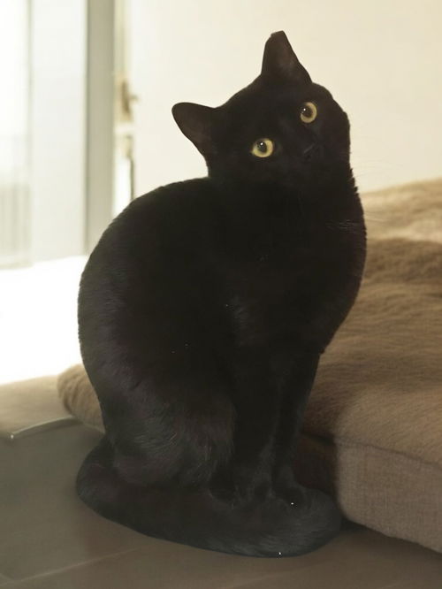 Elvis