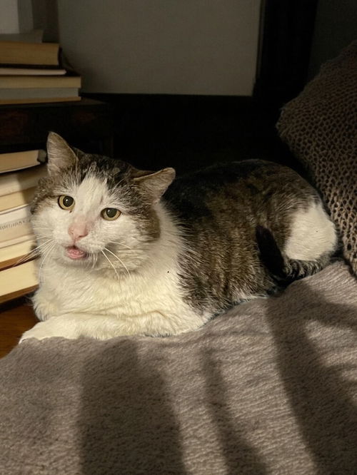 picture of the cat needing adoption