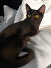 Bettina