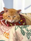 adoptable Cat in champaign, IL named Arthur