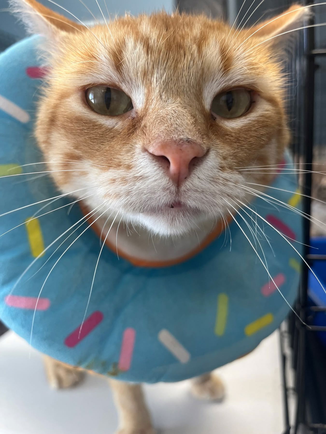 adoptable Cat in Champaign, IL named Arthur