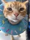 adoptable Cat in champaign, IL named Arthur