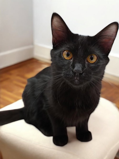SERENITY - Domestic Long Hair available for adoption