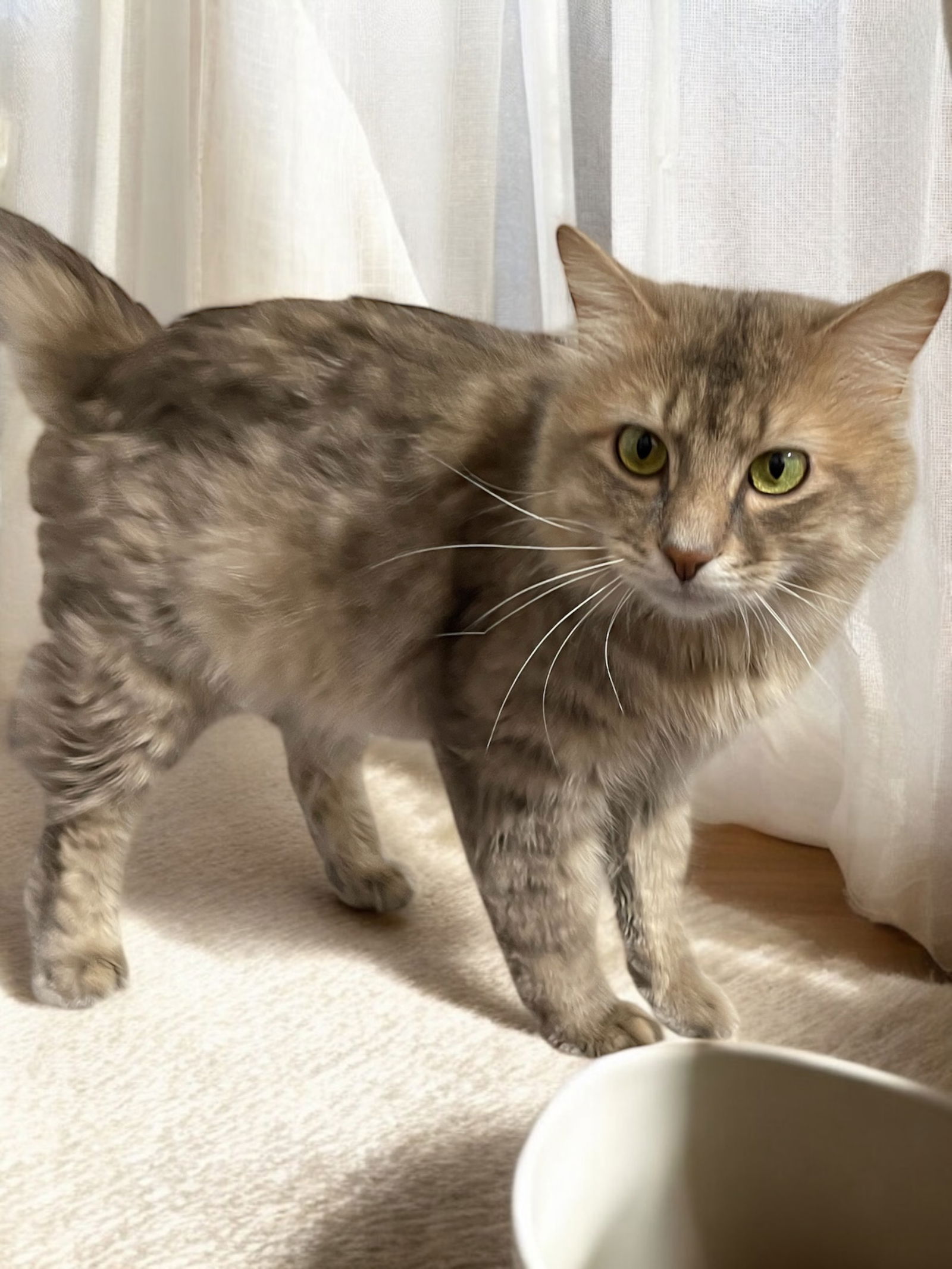 adoptable Cat in Champaign, IL named Xavier