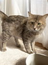 adoptable Cat in champaign, IL named Xavier