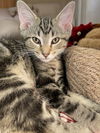 adoptable Cat in , IL named Allegro