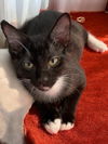 adoptable Cat in , IL named Piano