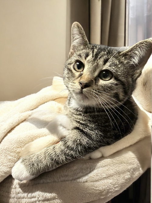 picture of the cat needing adoption
