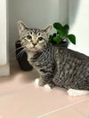 Evie (bonded pair with Seely) - Photo 2