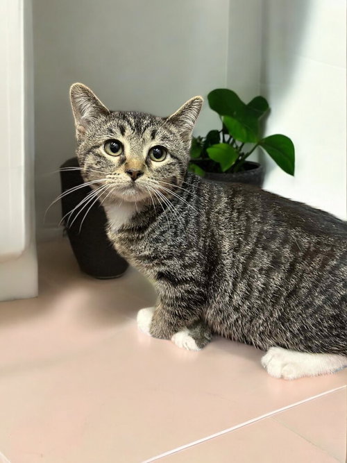 EVIE (BONDED PAIR WITH SEELY) - Domestic Short Hair available for adoption