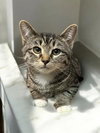 Evie (bonded pair with Seely) - Photo 3