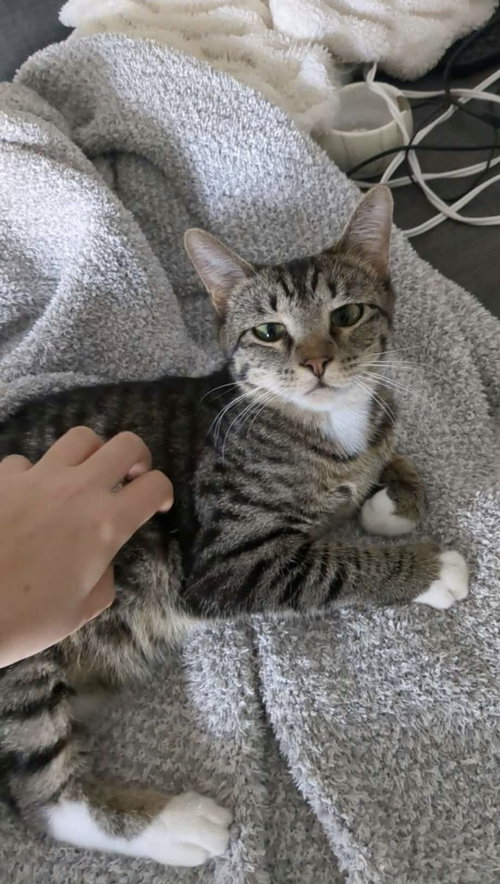 Photo 5 of Evie (bonded pair with Seely)