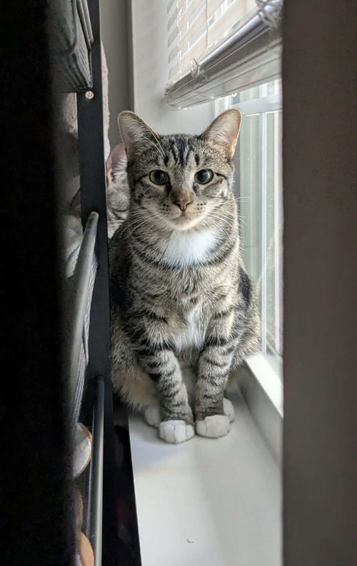 picture of the cat needing adoption