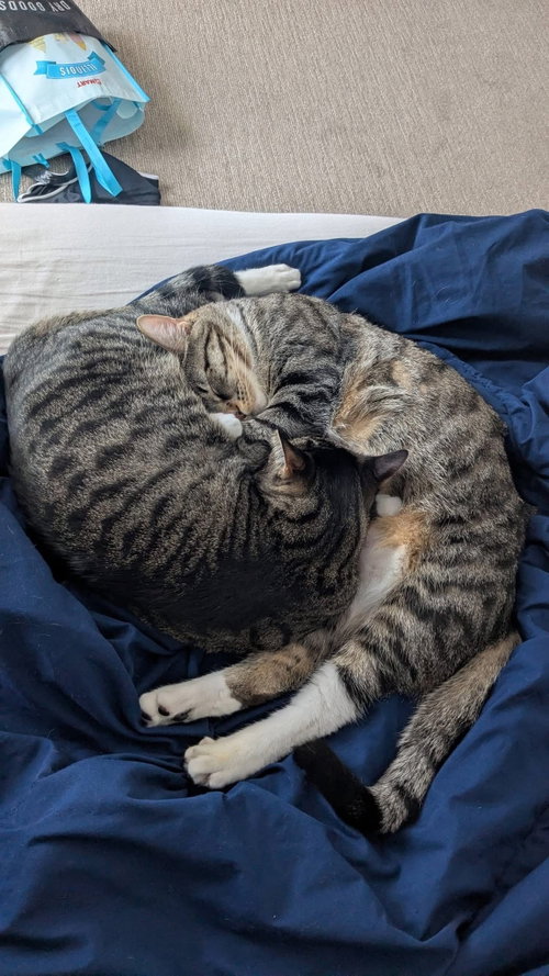 Photo 6 of Evie (bonded pair with Seely)