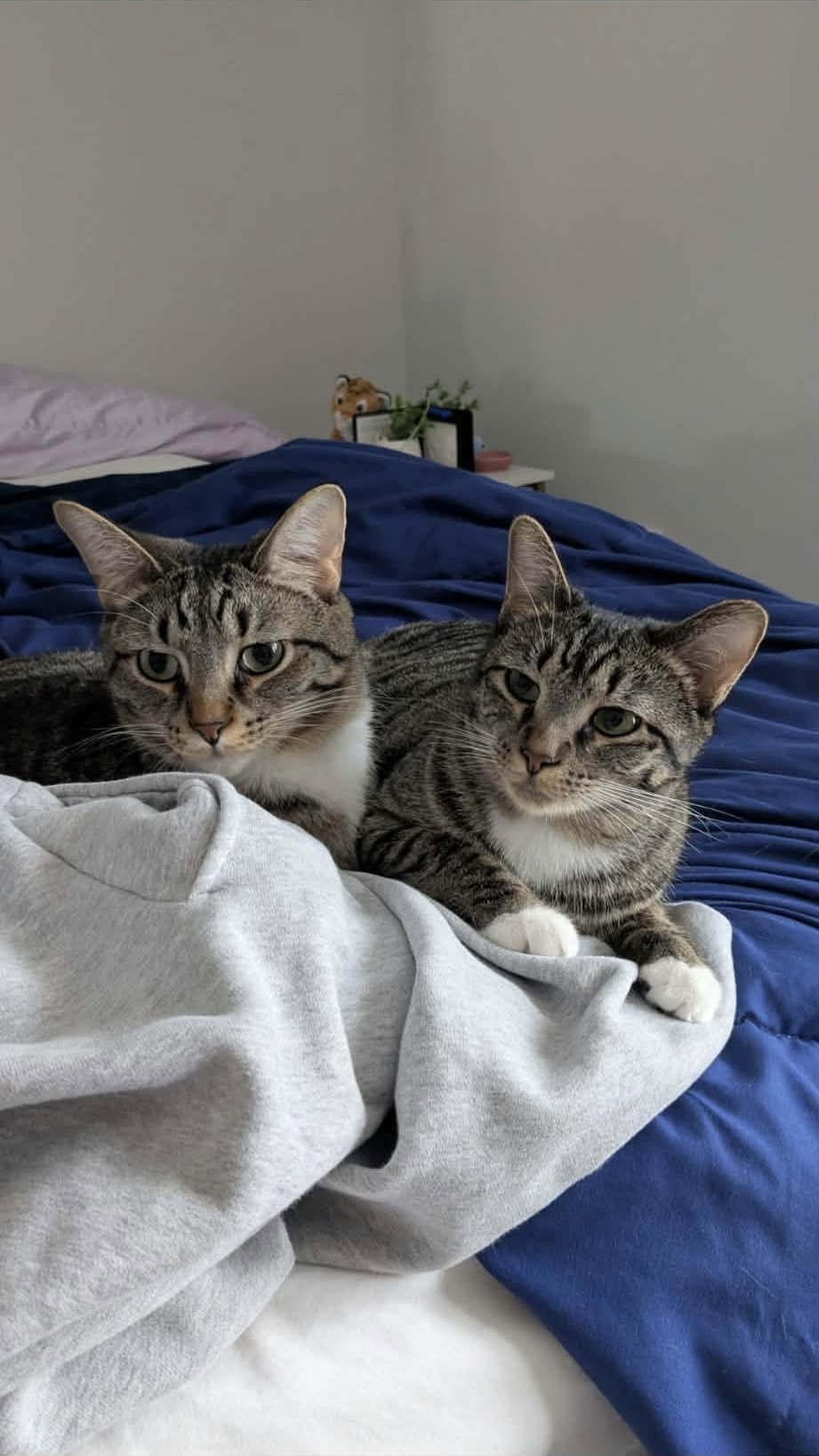 Evie (bonded pair with Seely), photo 8
