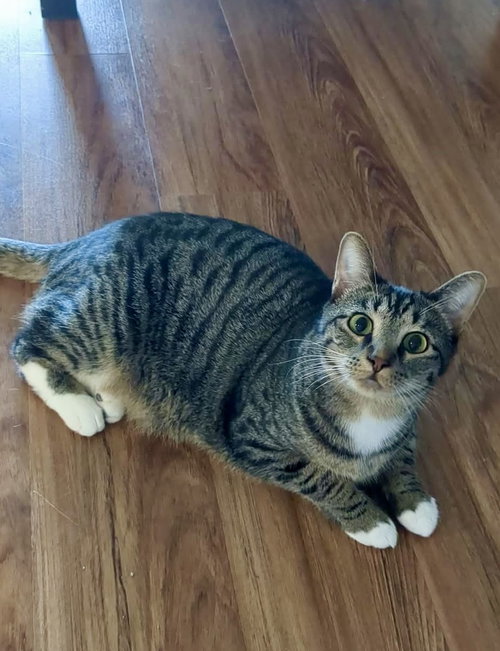 Evie (bonded pair with Seely), a cat for adoption from Champaign Area Trap Spay Neuter and Adoption Program