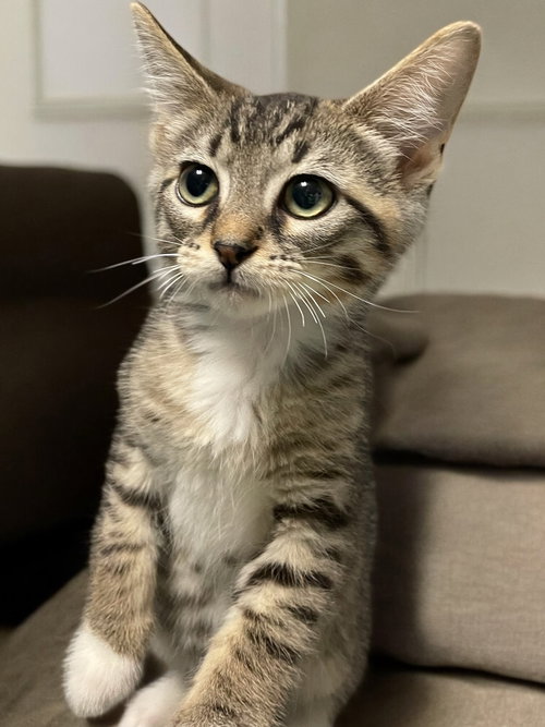 SEELY (BONDED PAIR WITH EVIE) - Domestic Short Hair available for adoption