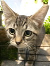 Seely (bonded pair with Evie) - Photo 3