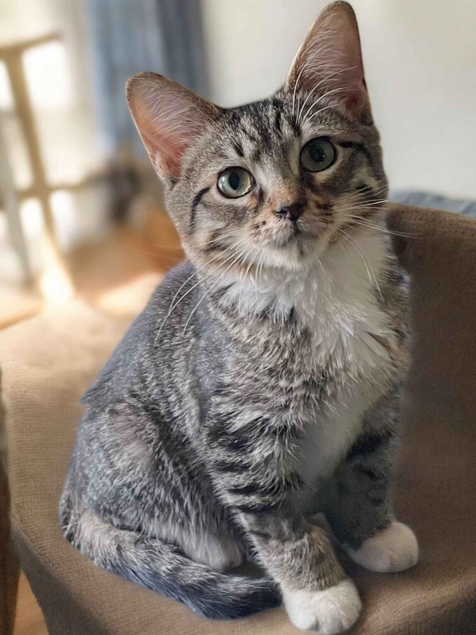 Seely (bonded pair with Evie)