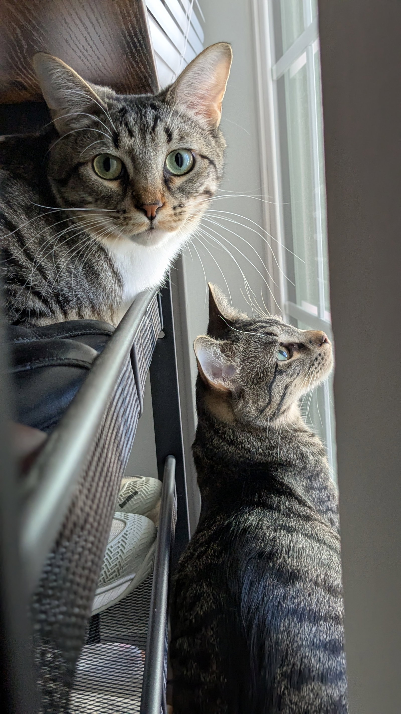 Seely (bonded pair with Evie), photo 10