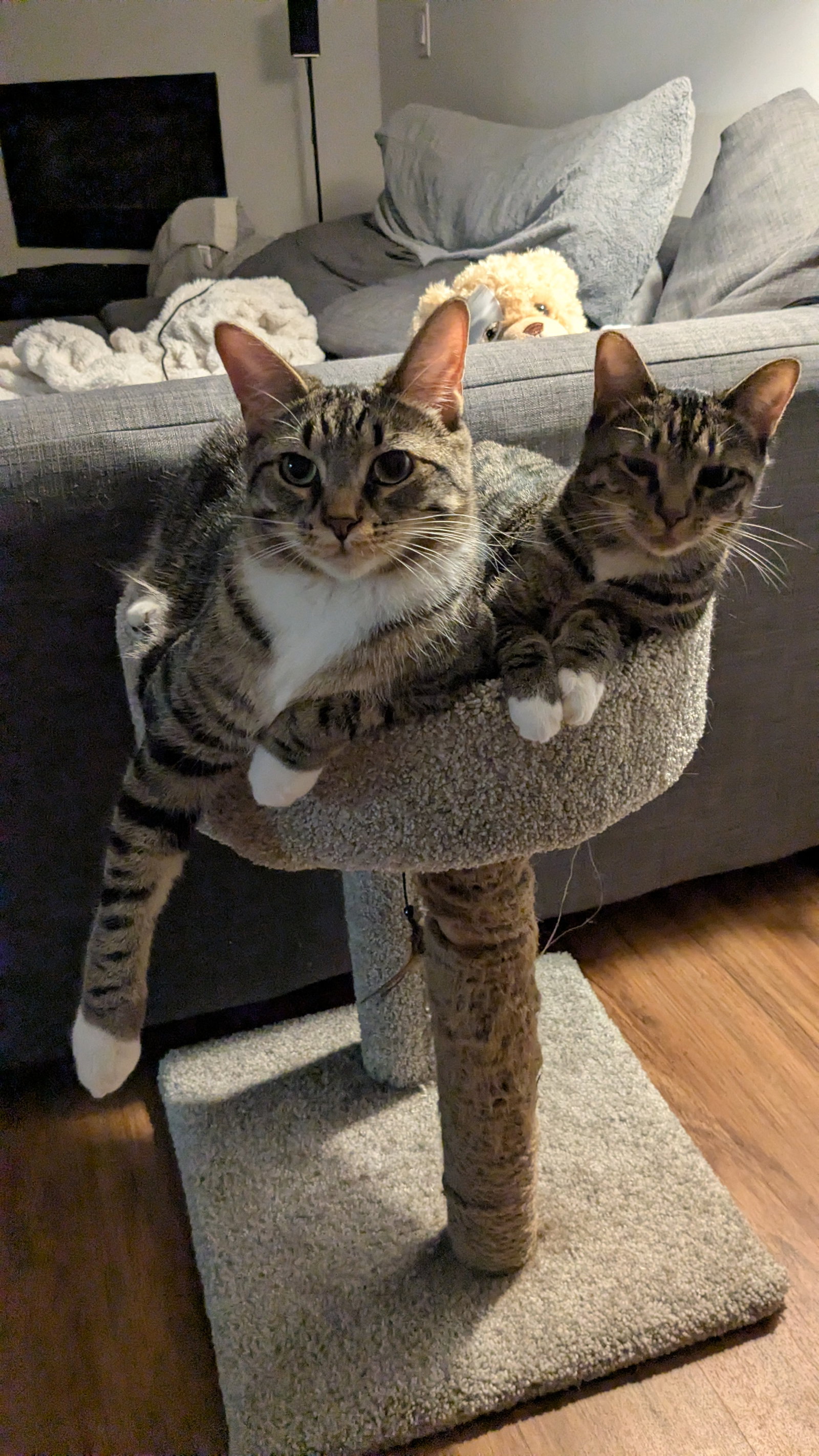Seely (bonded pair with Evie), photo 9
