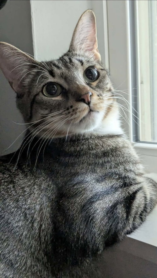 picture of the cat needing adoption