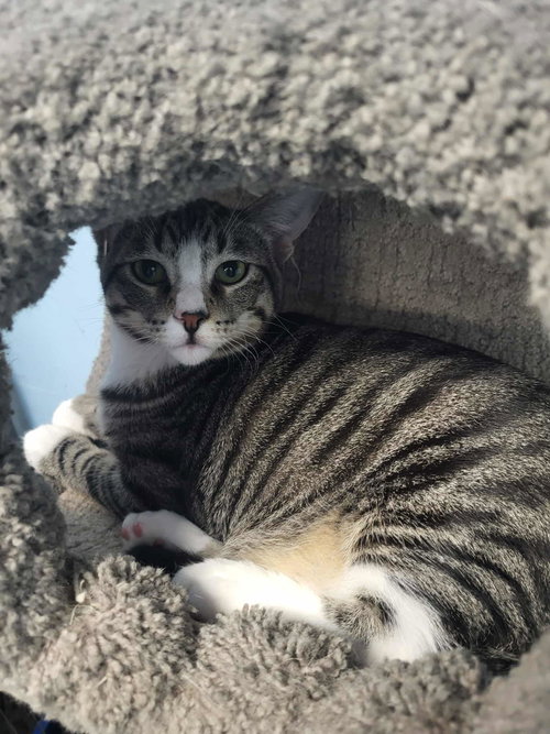 picture of the cat needing adoption
