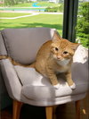 Sweet Potato - Photo 4