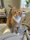 Sweet Potato - Photo 1