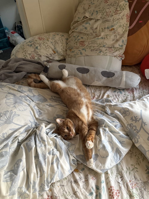 SWEET POTATO - Domestic Short Hair available for adoption