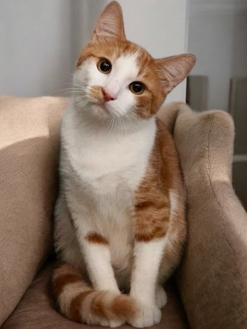 CARROT - Domestic Short Hair available for adoption