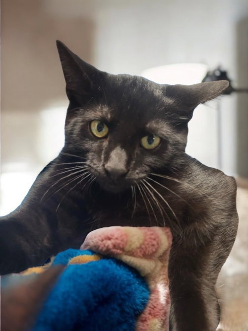ALLSPICE (BONDED PAIR WITH PAPRIKA) - Domestic Short Hair available for adoption