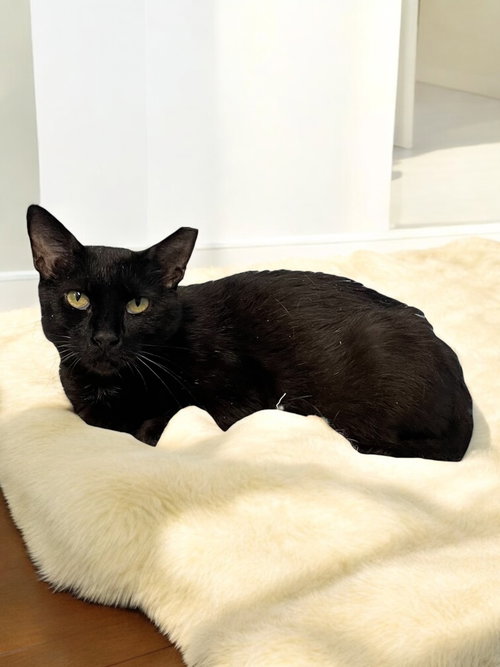 PEPPER - Domestic Short Hair available for adoption