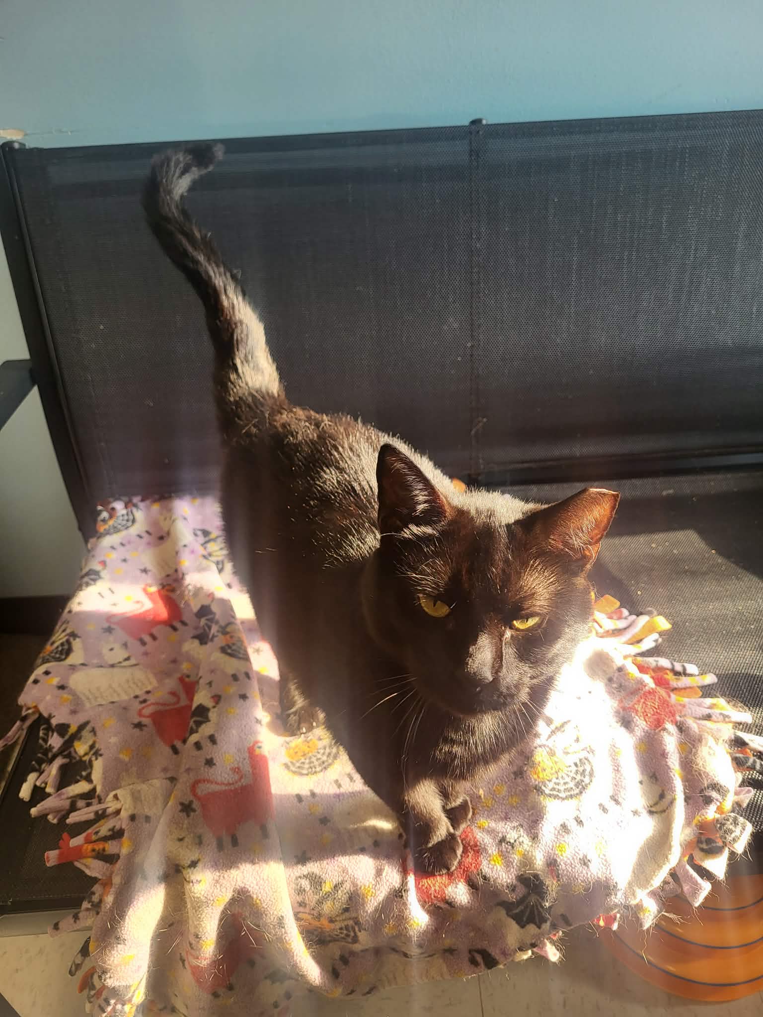 Pepper