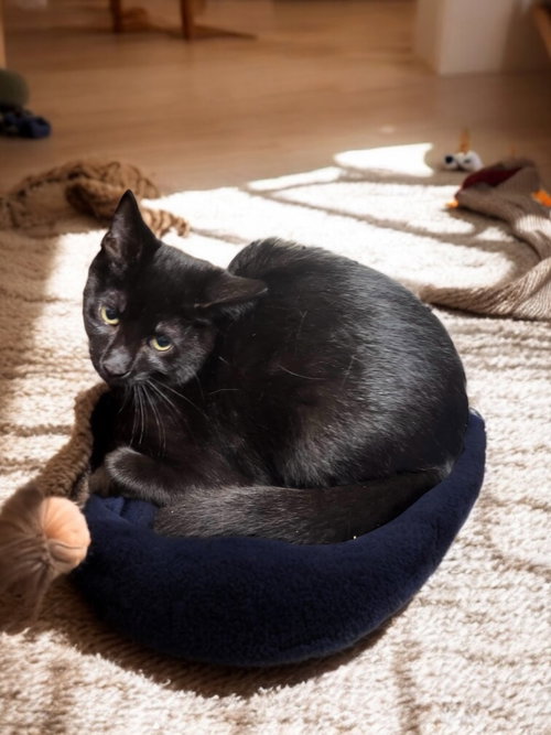 ANISE - Domestic Short Hair available for adoption