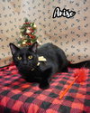 Anise - Photo 1