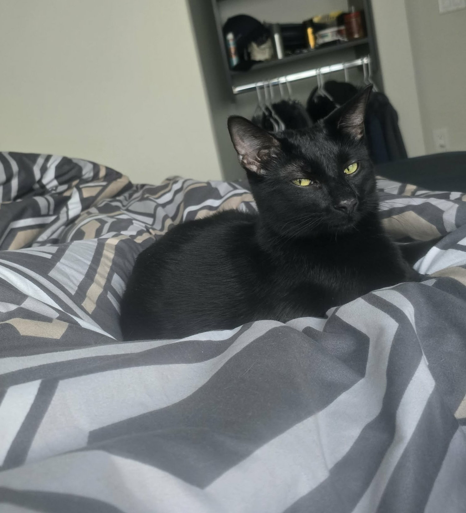 Anise, photo 2