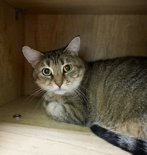 MEADOW - Domestic Short Hair available for adoption