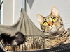 Petunia - Photo 3