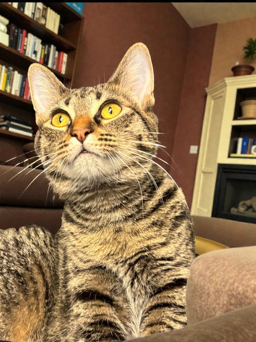 PETUNIA - Domestic Short Hair available for adoption