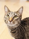 Petunia - Photo 1