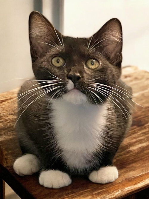 CHECKERS (BONDED PAIR WITH CHESS) - Domestic Short Hair available for adoption