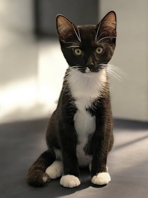 CHECKERS (BONDED PAIR WITH CHESS) - Domestic Short Hair available for adoption